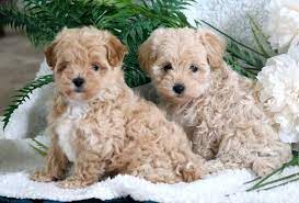 This is why the maltipoo makes such a great addition to your family. Maltipoo Puppies For Sale Puppy Adoption Keystone Puppies