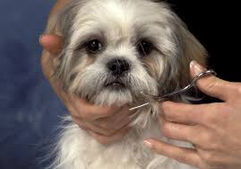 A cheat sheet for when you can't get to a. A Dog Grooming Guide Tools You Ll Need To Groom Your Pet At Home