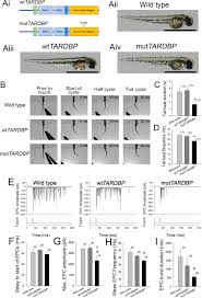 Urmareste camera 309 online subtitrat. Augmentation Of Spinal Cord Glutamatergic Synaptic Currents In Zebrafish Primary Motoneurons Expressing Mutant Human Tardbp Tdp 43 Scientific Reports