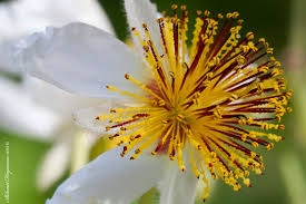 Image result for Sparrmannia