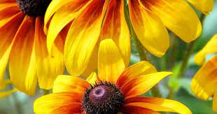A Complete Guide To Growing Rudbeckias Lovethegarden