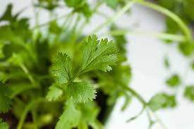Check spelling or type a new query. Cilantro Coriander Plant Care Growing Guide