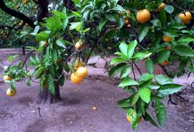For citrus trees, water when just the top 3 or 4 inches of soil dry out. Why Do My Orange Trees Have No Fruit Blame Pruning Watering Los Angeles Times