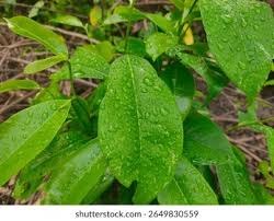 Image result for Gnetaceae