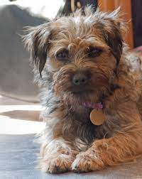 poppy seven month old border terrier cross border terrier border terrier puppy terrier
