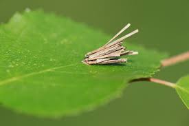 Image result for Psyche crassiorella