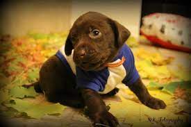 Akc Chocolate Labrador Puppy For Sale In Oregon City Oregon Classified Americanlisted Com