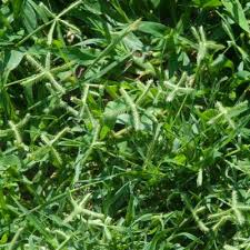 Image result for Dactyloctenium geminatum