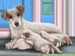 3 Ways To Check The Weight Of Newborn Puppies Wikihow