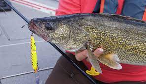 What is the best bait for walleye. The Best Walleye Lures Of 2018 Wilderness North