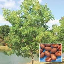 The tree is cultivated for its seed in the southern united states, primarily in georgia, new mexico, and texas, and in mexico. Nut Trees Hardy Pecan Nut Tree Pecan Tree Homestead Gardens Fast Growing Trees
