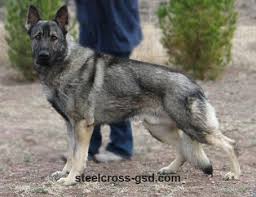 Full registration a.k.c.german shepherd puppy breeder. Steel Cross German Shepherd Dogs German Shepherd Dogs Sable German Shepherd German Shepherd Puppies