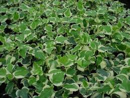 Image result for Hedera