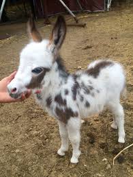 We added dexter cattle in 2016 and have a variety of other animals and fowl. Pin On Miniature Donkeys