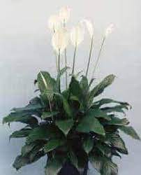 Tips of the leaves turn brown. Why Do Peace Lily Get Brown Leaves And Tips
