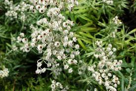 Image result for Gnaphalium