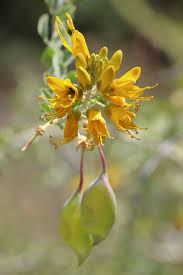 Image result for Justicia exigua