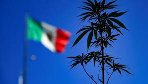 La intención es legalizar su uso lúdico de la mariguana y despenalizar la posesión de hasta 28 gramos para consumo personal y autorizar su cultivo. Mexico Drogas Corte Suprema Despenaliza El Uso Ludico De La Marihuana Nndc Mundo Peru21