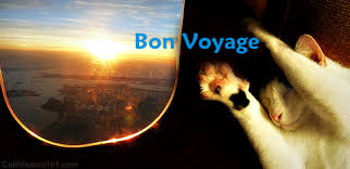 Flying With Cats Air Travel Tips