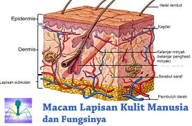 8 Macam Lapisan Kulit Manusia Dan Fungsinya Guru Sains