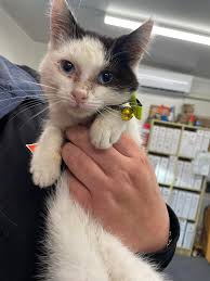 A baby cub wandering around Retford Notts