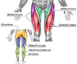 Check spelling or type a new query. The Major Muscle Groups Of Legs By Quadriceps Adductors Abductors Download Scientific Diagram