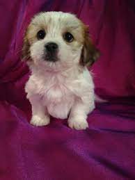 Maybe you would like to learn more about one of these? Teddy Bears For Sale In Iowa For 675 Puppies Are A Short Trip From Illinois And Wisconsin