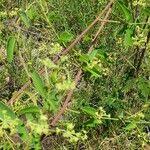 Image result for Helinus