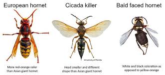 15 player public game completed on september 14th, 2019 73 1 1 day. Uk Entomologist Offers Information About The Murder Hornet News