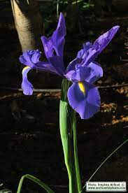 Iris Xiphium Spanish Iris Maltawildplants Com The Online Flora Of The Maltese Islands