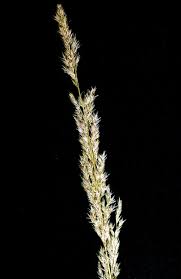 Image result for Agrostis pilgeriana