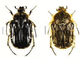 Image result for Tropinota hirta