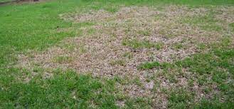 Thriving in the heat, st. Common Lawn Problems For St Augustine Grass Life Cycle Pest Control
