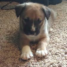 Lab puppies, yellow or chocolate (cbd > pittsburg, il area. Labrador Retriever Australian Shepherd Mix For Sale Petsidi