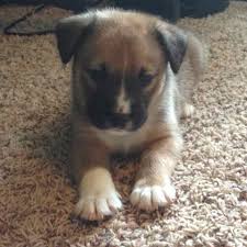 Working dogs with hearts of gold! Labrador Retriever Australian Shepherd Mix For Sale Petsidi