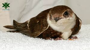 Yere Hic Inmeyen Ucarken Uyuyabilen Kus Ebabil Community Art Birds Animals