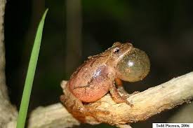 Image result for Pycreus pauper