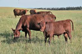 Red Poll Cattle - orderlivestock.com 
