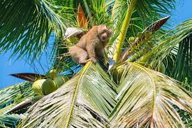 La Thaïlande n'utilise pas de singes pour récolter des noix de coco à  l'échelle