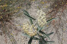 Image result for Acacia eriocarpa