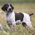 German Shorthaired Pointer Details | Lake Wales, FL | BD ...