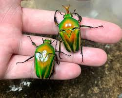 Image result for Schlechterella