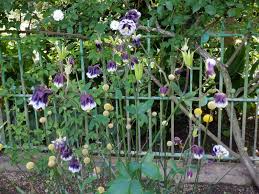 Image result for Aquilegia vulgaris Tower Mix