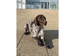 Image result for německý ohař krátkosrstý