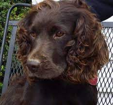 Gorgeous Face Boykin Spaniel Dog I Want Boykin Spaniel Spaniel Boykin Spaniel Puppies
