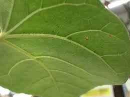 葉っぱにツブツブ模様がでたらコイツのせい 栃木で園芸のことなら様々な観葉植物を扱うfunny Plants