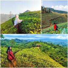 Nah, kamu bisa memilih kebun teh cipasung ini sebagai destinasi wisata kamu, guys. Nomor Hp Pengelola Kebun Teh Cipasung Majalengka Wisata Ke Majalengka Catatan E Adheb Nomor Hp Pengelola Kebun Teh Cipasung Majalengka Rakeshzharotia