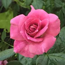 Pretty lady rose holds her flowers at the perfect height to be admired and to allow you to enjoy their aroma. J Berry Nursery On Twitter Pretty Lady Rose From Weeksrosesca Gorgeous And Fragrant Gwa15 Gwap15 Http T Co Iptcmwz6cl