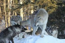 Our exhibit pack, on view daily at the center and via. Luna Boltz Denali And Aidan The Ambassador Pack Of The International Wolf Center Mystical Wolf Grey Wolf Animal Drawings