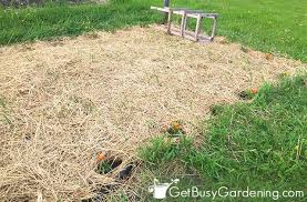 Maybe you would like to learn more about one of these? No Dig Gardening 101 How To Start A No Till Garden